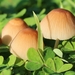 mushrooms-4245535_960_720