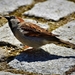 sparrow-4230033_960_720