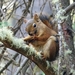 red-squirrel-4263104_960_720