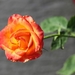 red-yellow-rose-4296337_960_720