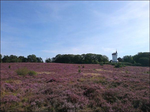 Heide bij de Sprengenberg in Nijverdal