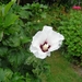 SAM_8391