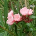SAM_8394