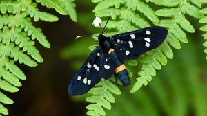 phegeavlinder 17.6.2019 4