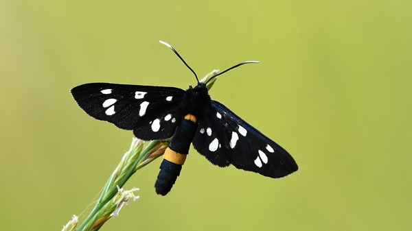 phegeavlinder 17.6.2019