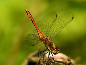 bloedrode heidelibel 29.6.2019 1