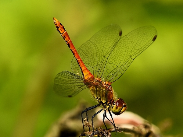 bloedrode heidelibel 29.6.2019 1