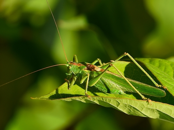 bidsprinkhaan 2.7.2019