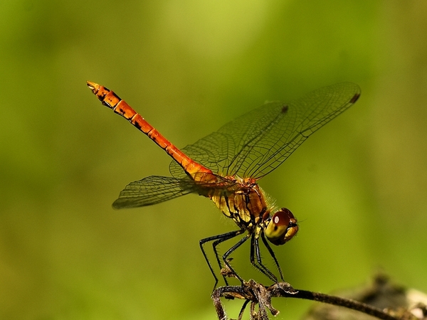 bloedrode heidelibel 29.6.2019 2