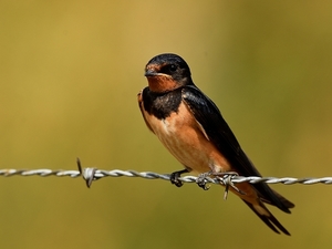 boerenzwaluw 1.7.2019 (2)