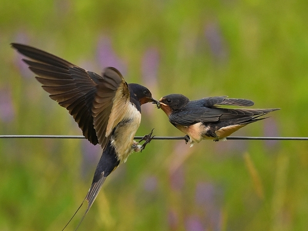 boerenzwaluw 8.7.2019 4