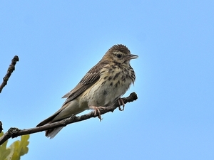 boompieper 9.7.2019 1