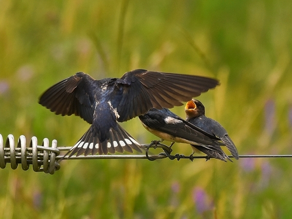 boerenzwaluw 8.7.2019
