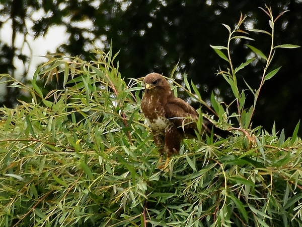 buizerd 11.7.2019