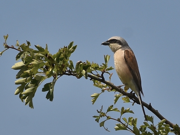 grauwe klauwier 2.7.2019 1