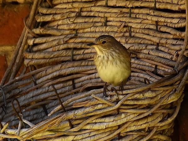 grauwe vliegenvanger 4.7.2019 2