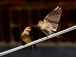 grauwe vliegenvanger 4.7.2019 3