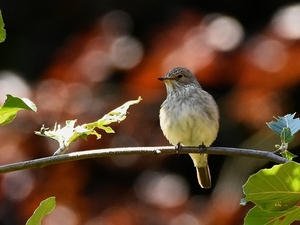 grauwe vliegenvanger 5.7.2019 1