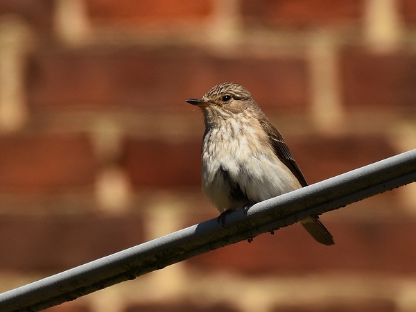 grauwe vliegenvanger 5.7.2019 2