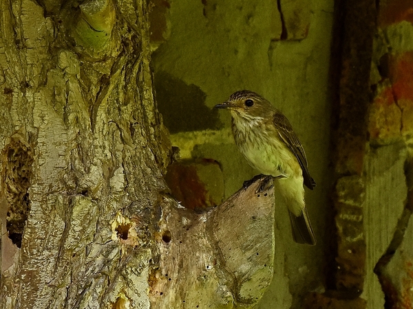 grauwe vligenvanger 14.7.2019 1