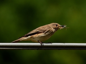 grauwe vligenvanger 14.7.2019 2