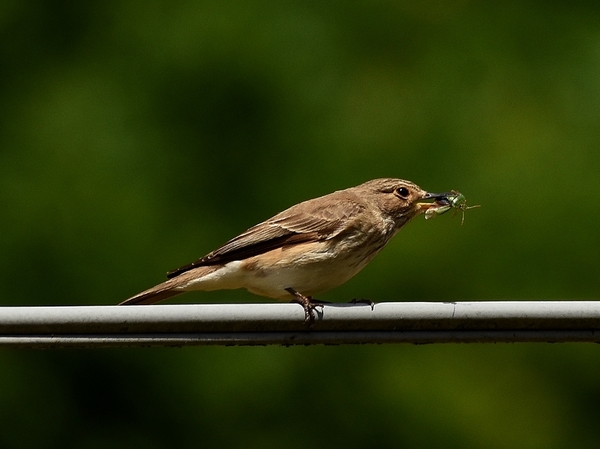 grauwe vligenvanger 14.7.2019 3