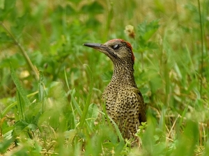 groene specht 11.7.2019 2 (2)