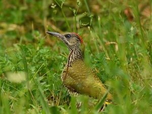 groene specht 11.7.2019