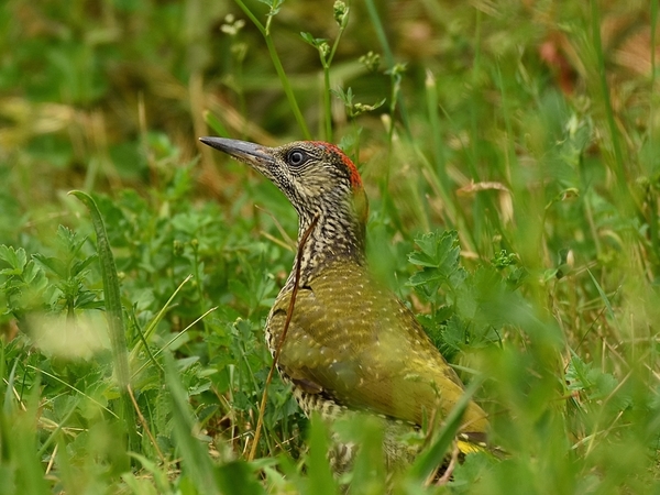 groene specht 11.7.2019