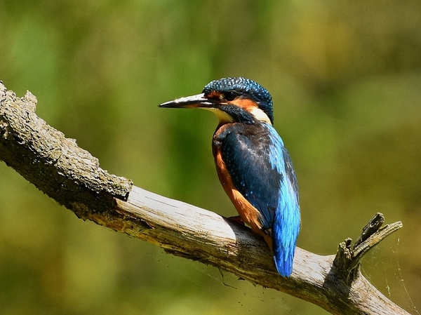 ijsvogel 27.6.2019 1