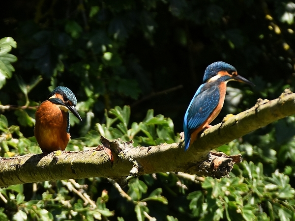 ijsvogel 27.6.2019 2