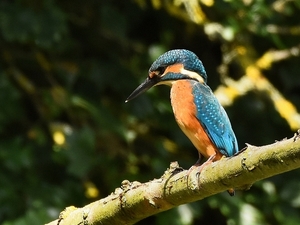 ijsvogel juv 21.6.2019 1