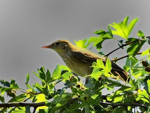 krekelzanger 24.6.2019