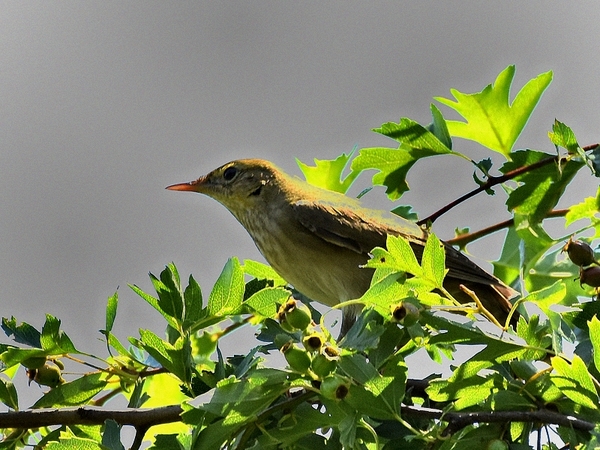 krekelzanger 24.6.2019