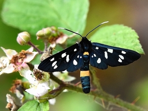 phegeavlinder 17.6.2019 2