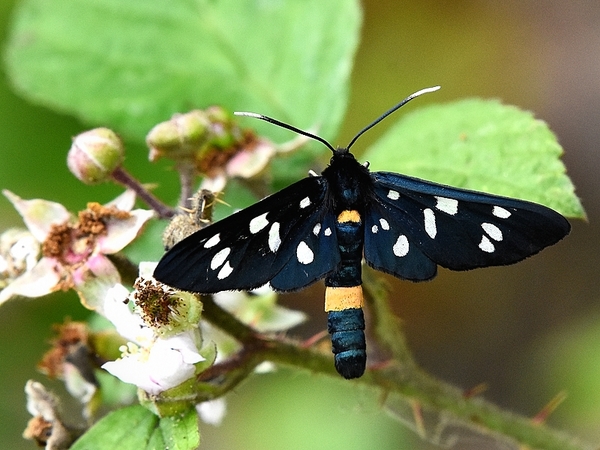 phegeavlinder 17.6.2019 2