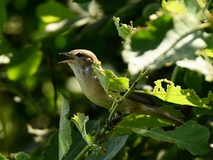 tuinfluiter 24.6.2019 1