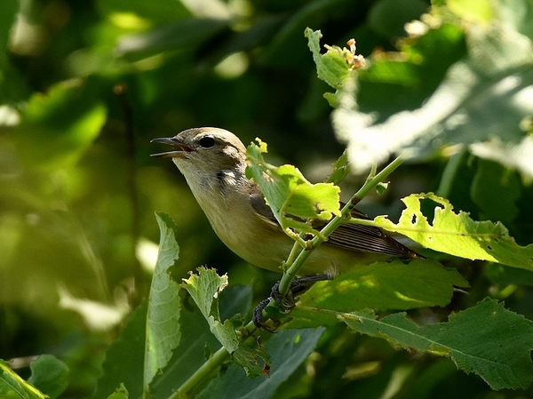 tuinfluiter 24.6.2019 2