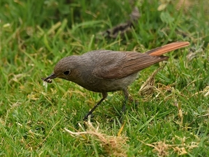 zwarte roodstaart 2.7.2019