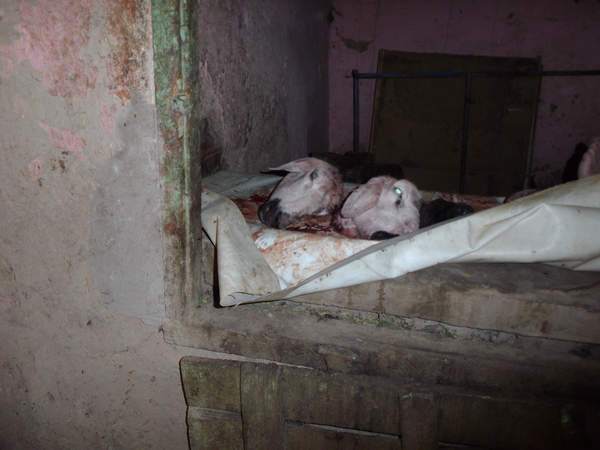 IMGP1492 (de schapenboer)