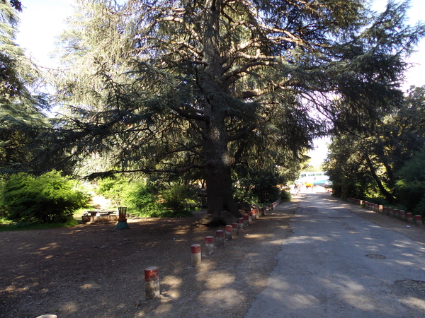 IMGP1523 (prachtige cederbomen)