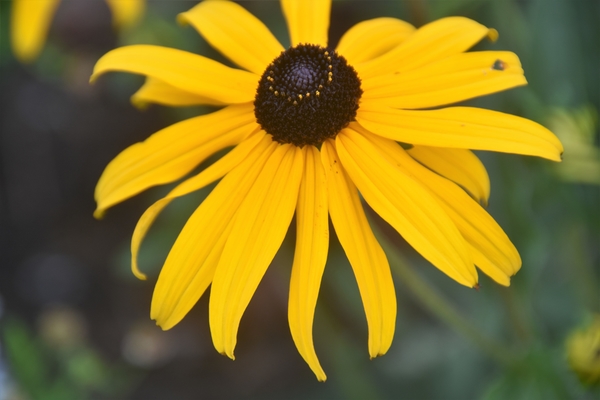 MACRO STYLE......