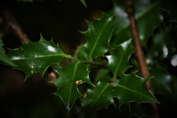 DSC_1646
