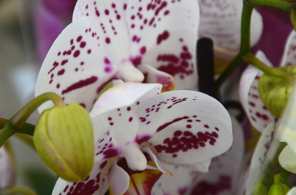 LEVEN MET BLOEMEN ......!