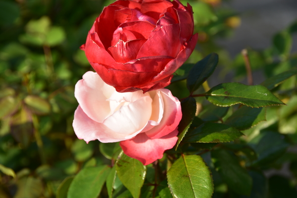 DSC_1877