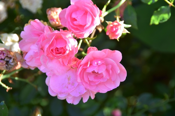 OKTOBER ... MAAND VAN INTENSIE'S !