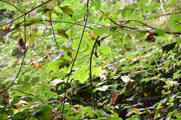 DSC_2338