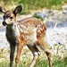 mule-deer-4313397_960_720