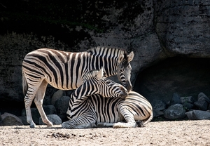 zebra-4258909_960_720