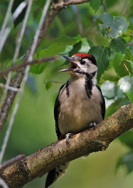 great-spotted-woodpecker-5261295_960_720